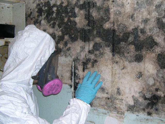 Mold Remediation Services Ottawa